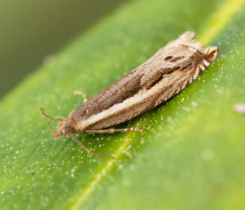 Lngsikelvecklare (Ancylis apicella).jpg