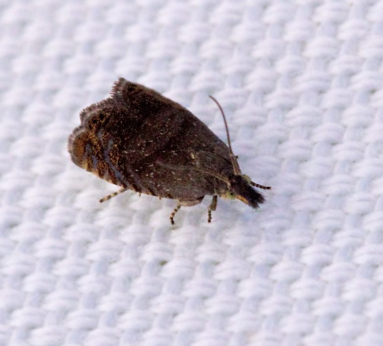 Svartstreckad rotvecklare (Dichrorampha aeratana).jpg