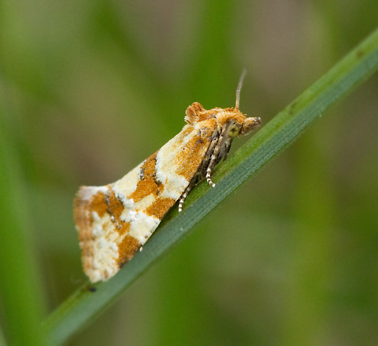 Brokig vddblomvecklare (Aethes hartmanniana).jpg