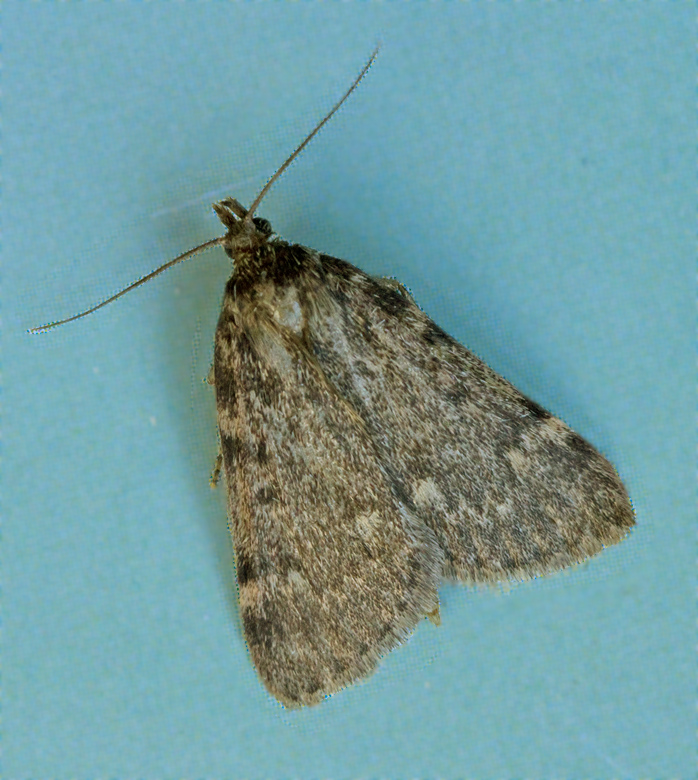 Fettmott (Aglossa pinguinalis).jpg