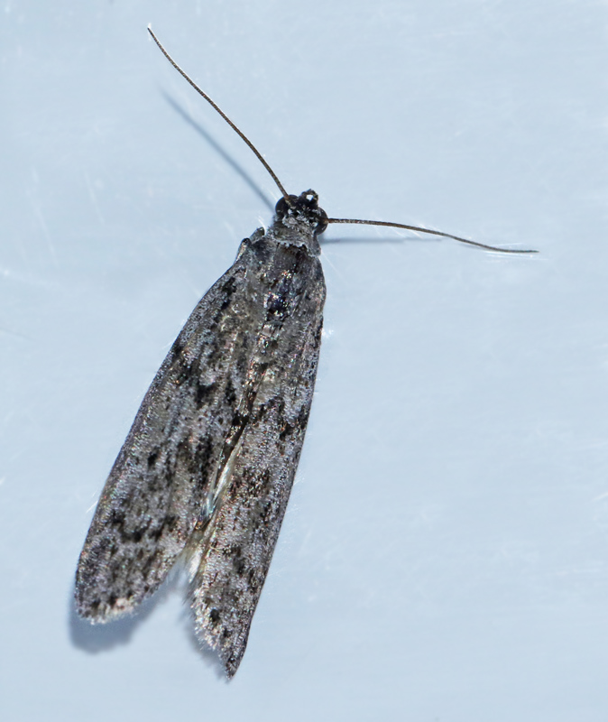 Kvarnmott (Ephestia kuehniella).jpg