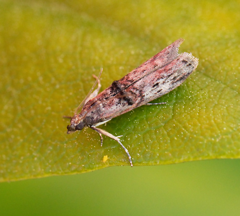 Benvedsmott (Nephopterix angustella).jpg