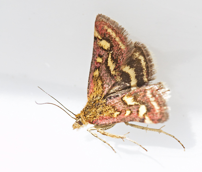 Dubbelbandat ljusmott (Pyrausta ostrinalis).jpg