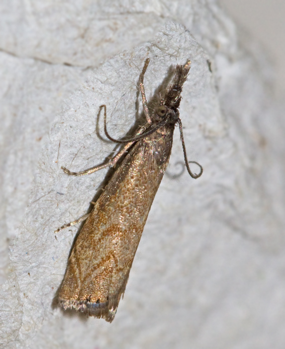 Dvärggräsmott (Platytes cerussella).jpg