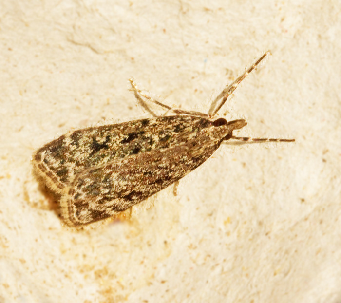 Ekskogsugglemott (Scoparia basistringalis).jpg