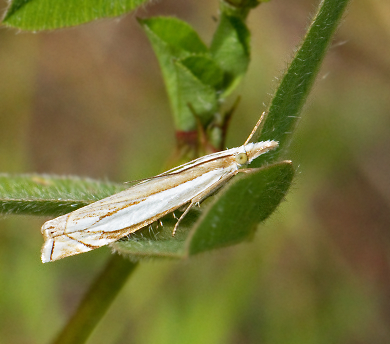 Haggräsmott (Crambus pascuellus).jpg