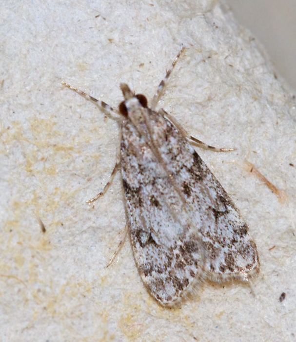 Hagtornsugglemott (Eudonia lacustrata).jpg