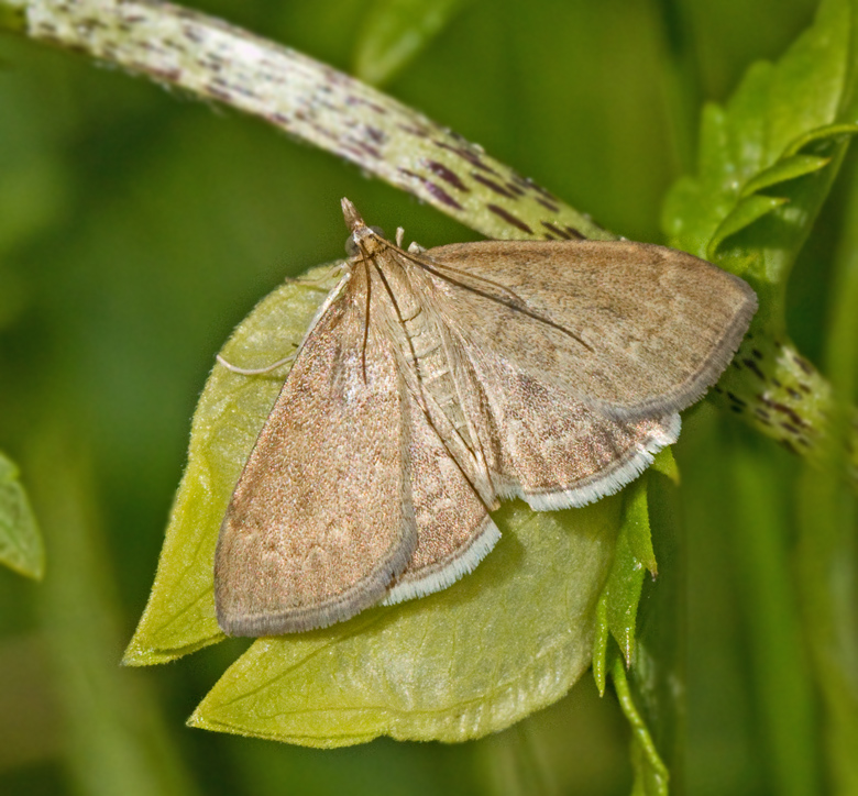 Kovallmott (Anania fuscalis).jpg