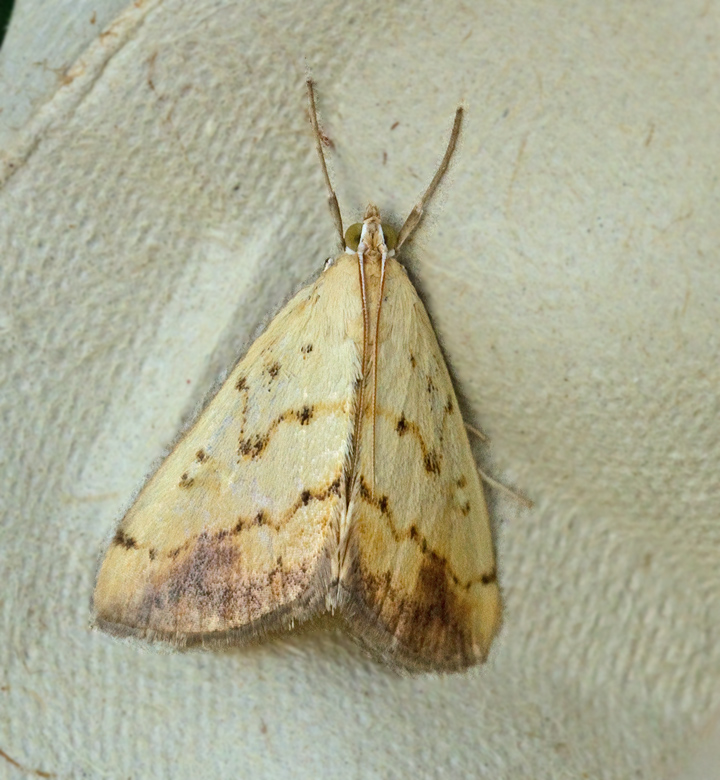 Molnbrämat senapsmott (Evergestis extimalis).jpg