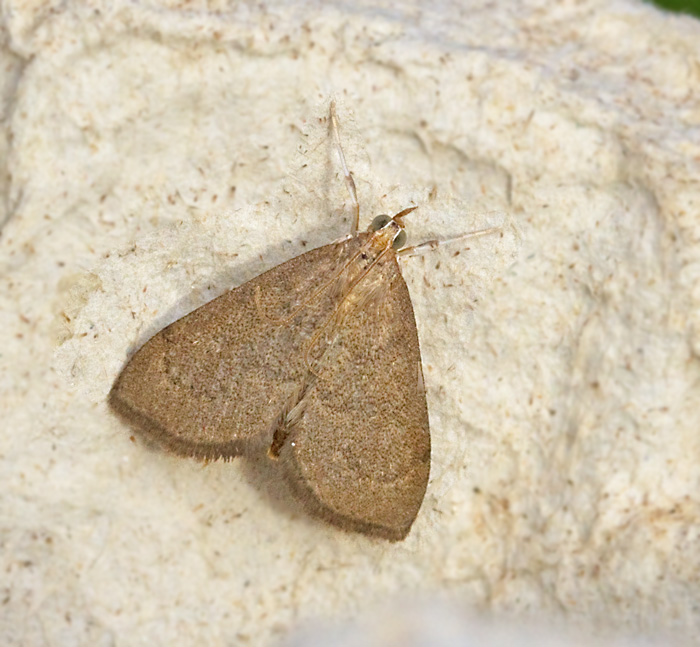 Mörkbrämat gullrismott (Anania terrealis).jpg