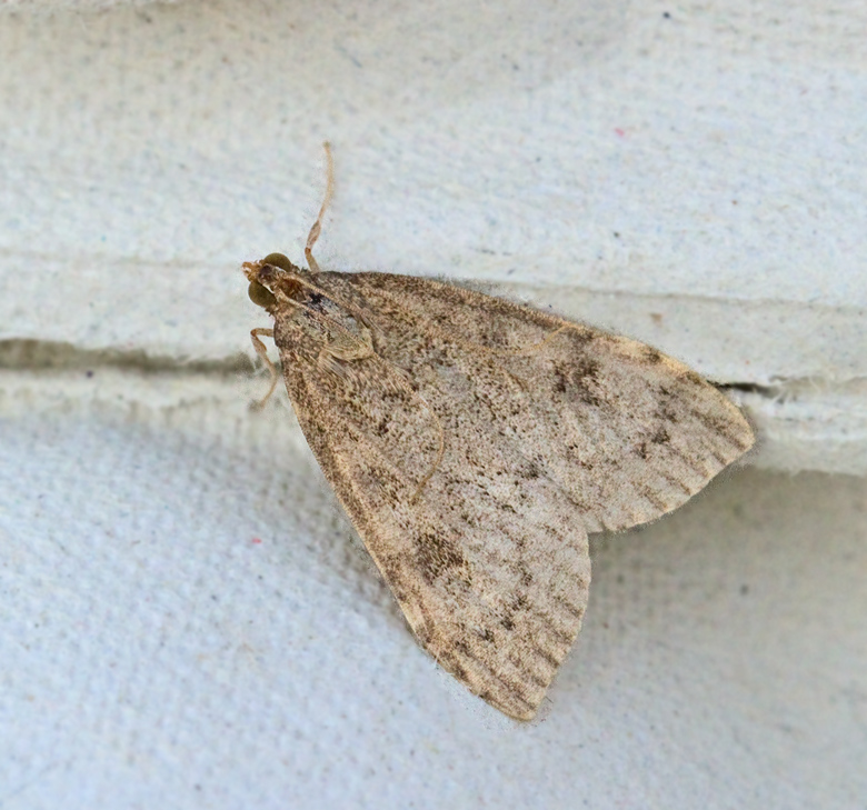 Plommonängsmott (Udea prunalis).jpg