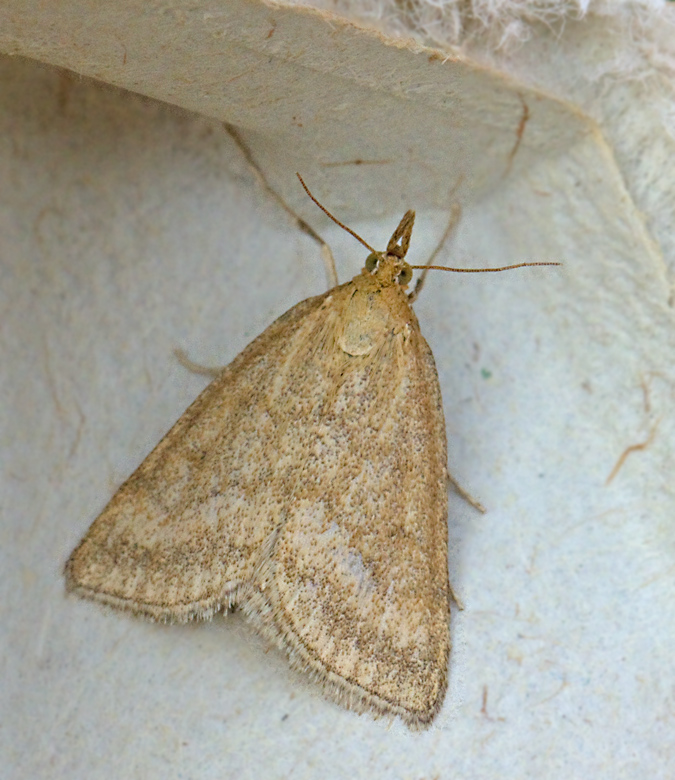 Pudrat ängsmott (Psammotis pulveralis).jpg
