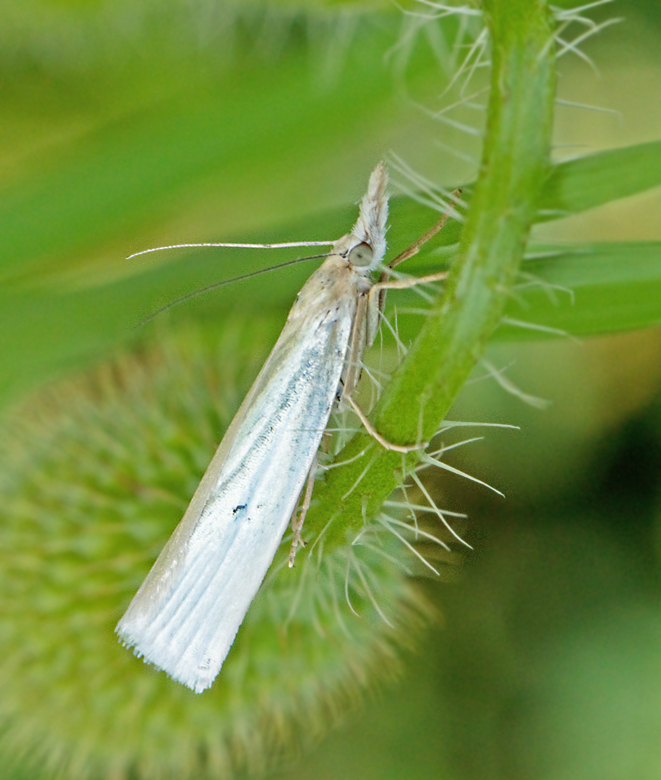 Silvergräsmott (Crambus perlellus).jpg