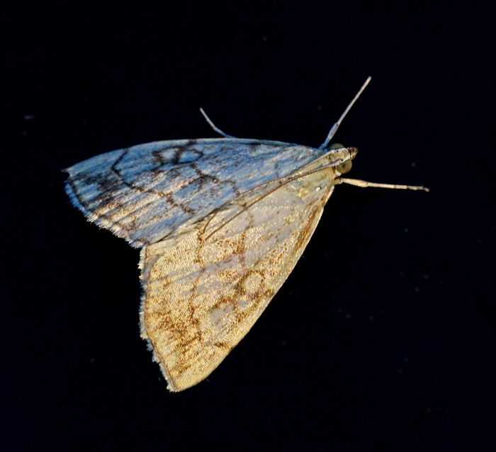 Sommargyllensmott (Evergestis pallidata).jpg