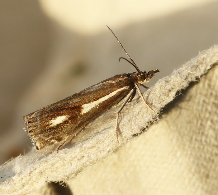 Svartbrunt gräsmott (Crambus heringiellus).jpg