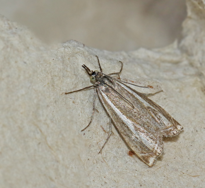 Tandgräsmott (Crambus pratellus).jpg