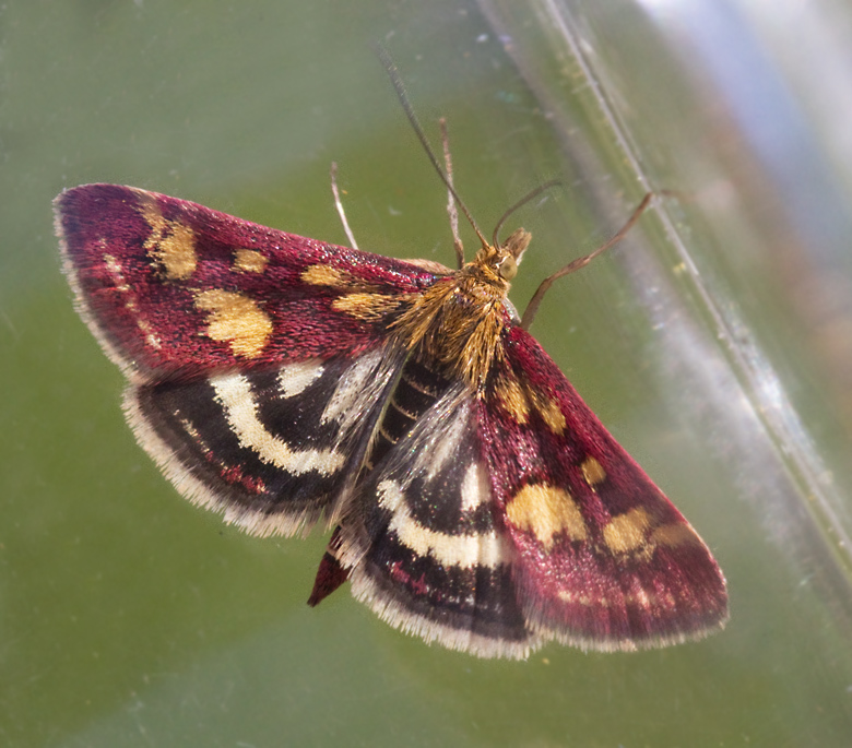 Purpurljusmott (Pyrausta purpuralis).jpg