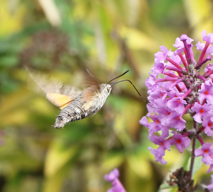 Hummingbird Hawk-moth, Strre dagsvrmare (Macroglossum stellatarum).jpg