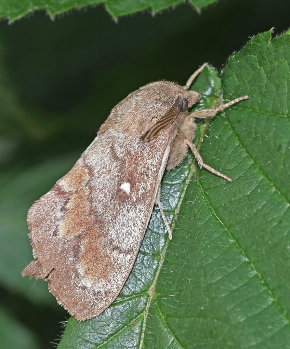 Lasiocampidae, Cossidae and Limacodidae, delspinnare och trfjrilar