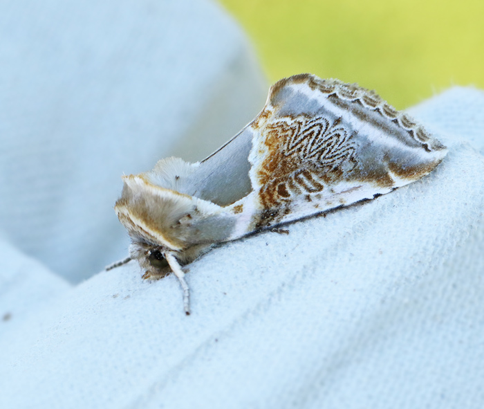 Buff Arches, Bandad hallonspinnare    (Habrosyne pyritoides).jpg