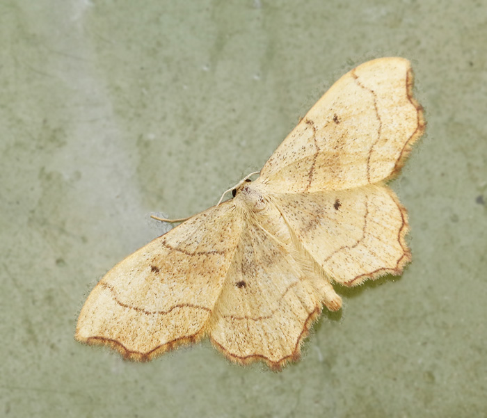 Naggad lvmtare (Idaea emarginata).jpg