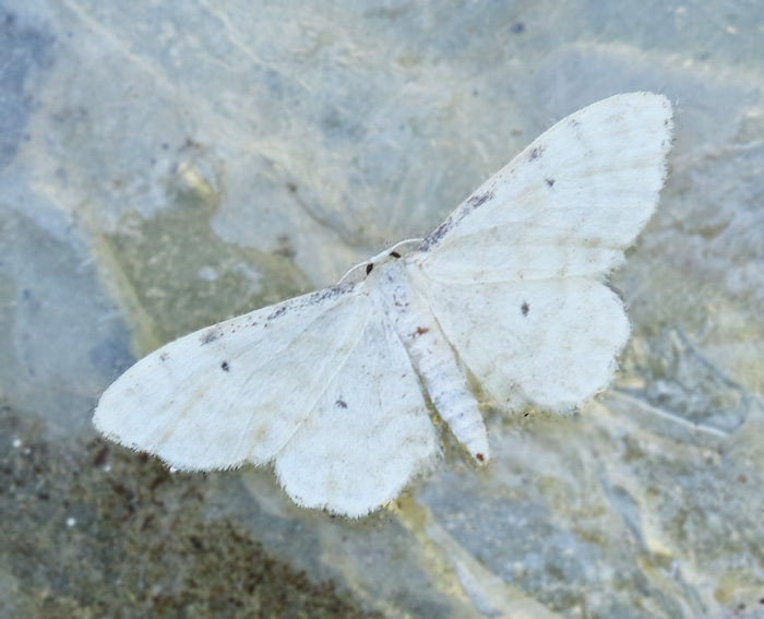 Benfrgad lvmtare (Idaea fuscovenosa).jpg