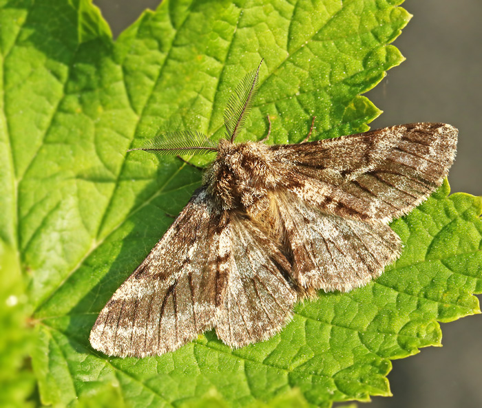 Lurvig vintermätare (Lycia hirtata).jpg
