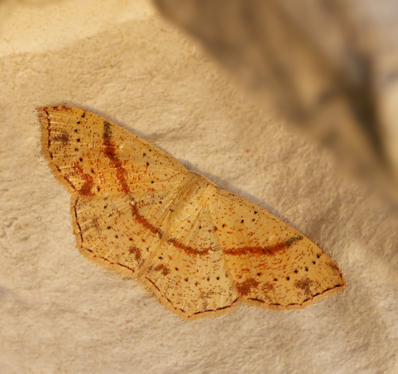 Ekgrdelmtare (Cyclophora punctata).jpg