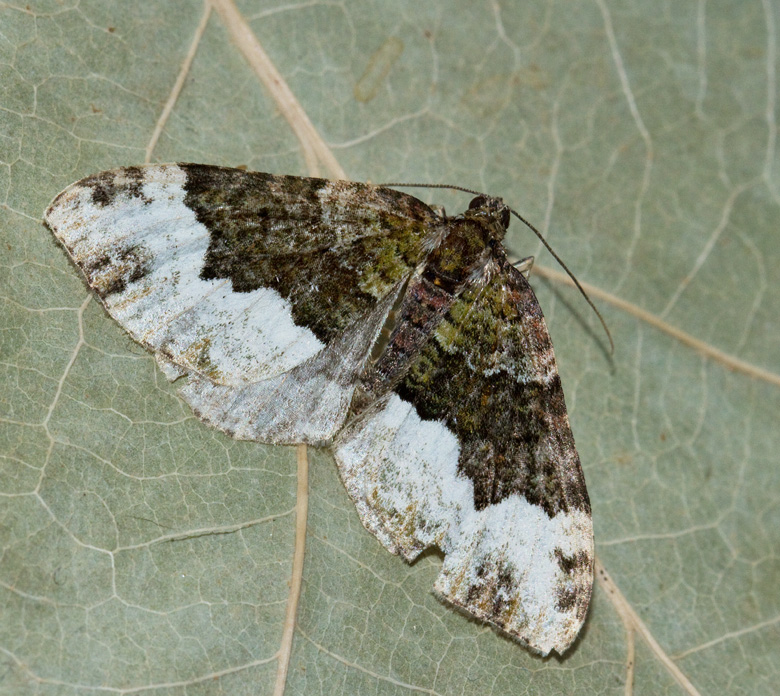 Tvspetsad fltmtare (Euphyia biangulata).jpg