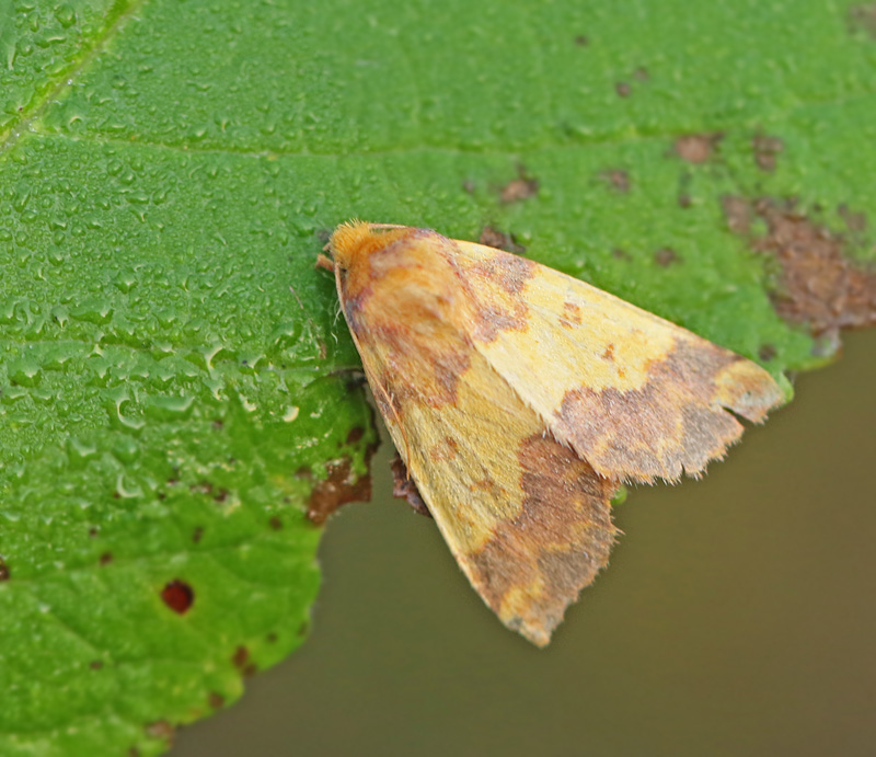 Mrkbandat gulvingsfly (Tiliacea aurago).jpg