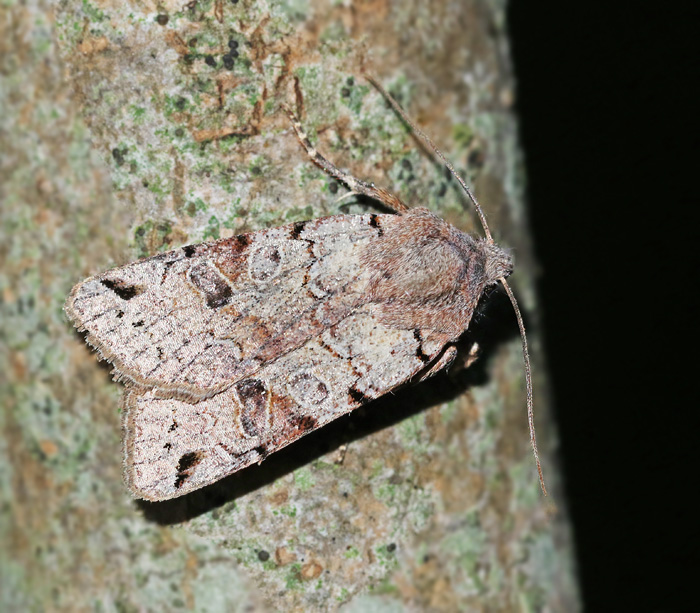 Kantflckig backfly (Agrochola litura).jpg