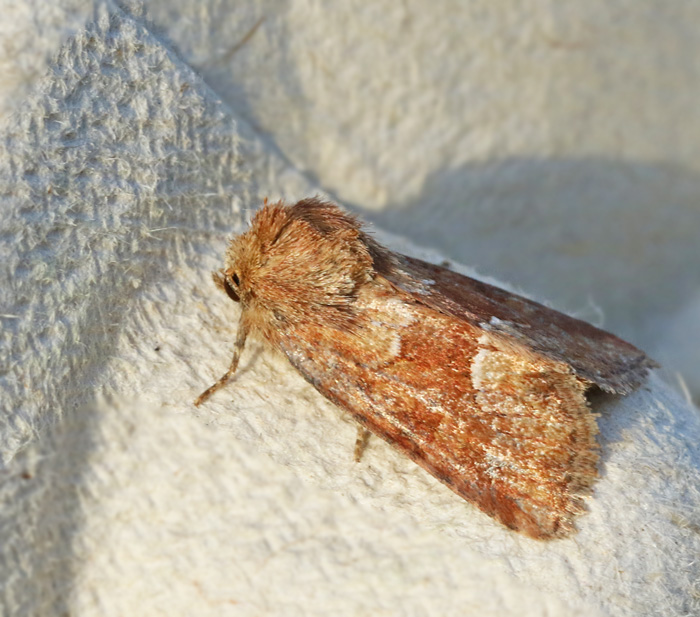 Rödgult ängsfly (Oligia fasciuncula).jpg