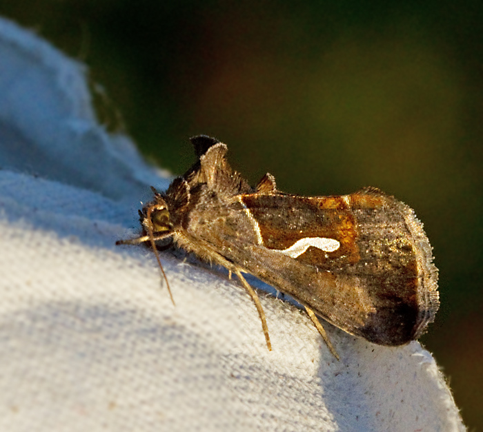 Droppmetallfly (Macdunnoughia confusa).jpg