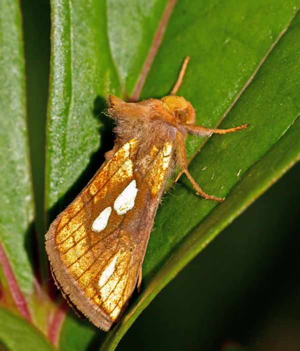 Gulbrunt metallfly (Plusia festucae).jpg