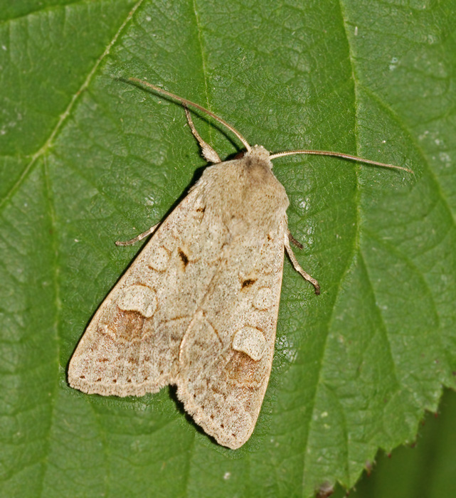 Grått höstfly (Amnoconia caecimacula).jpg