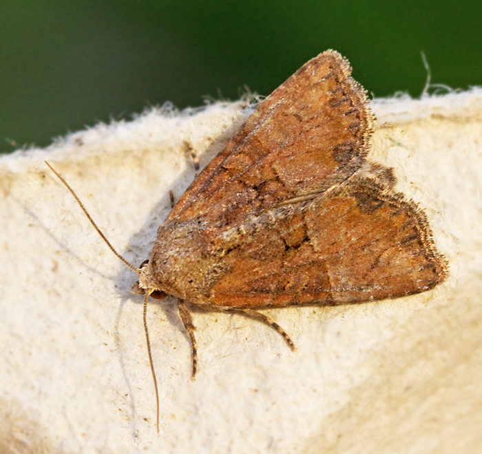 Strandngsfly (Litoligia literosa).jpg