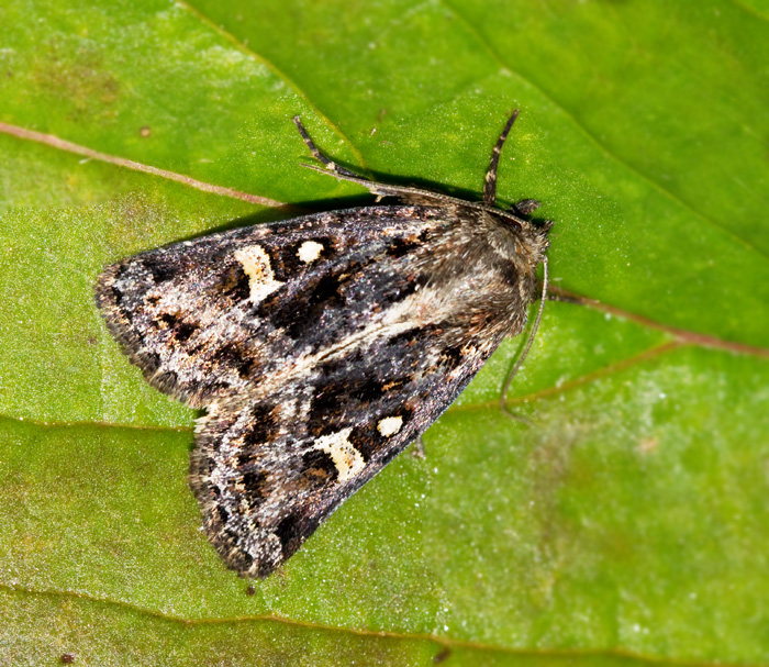 Svartvitt kärrfly (Celaena haworthii).jpg
