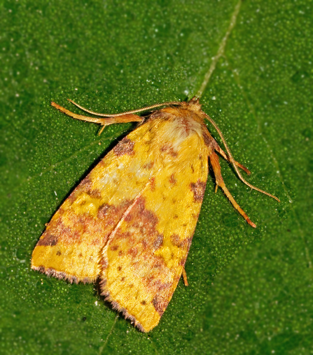 Violettbandat gulvingsfly (Xanthia togata).jpg