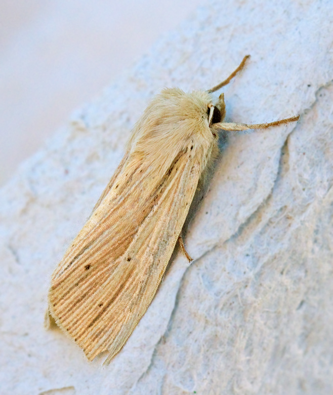 Brungult grsfly (Mythimna impura).jpg