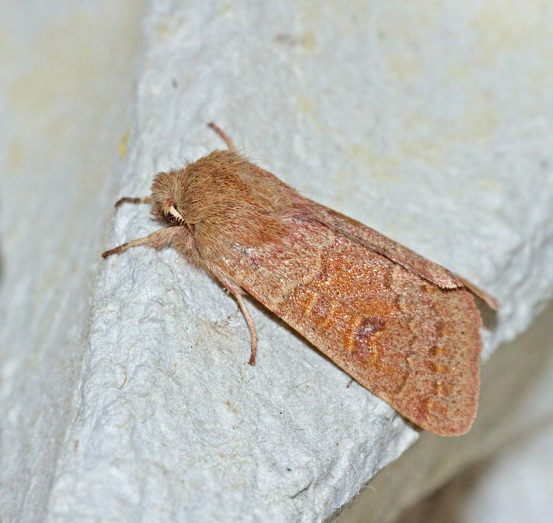 Rdltt slgfly (Orthosia miniosa).jpg