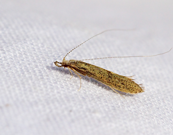 Leptocerus tineiformis.jpg