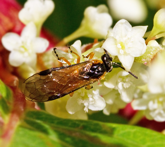 Athalia cordata.jpg