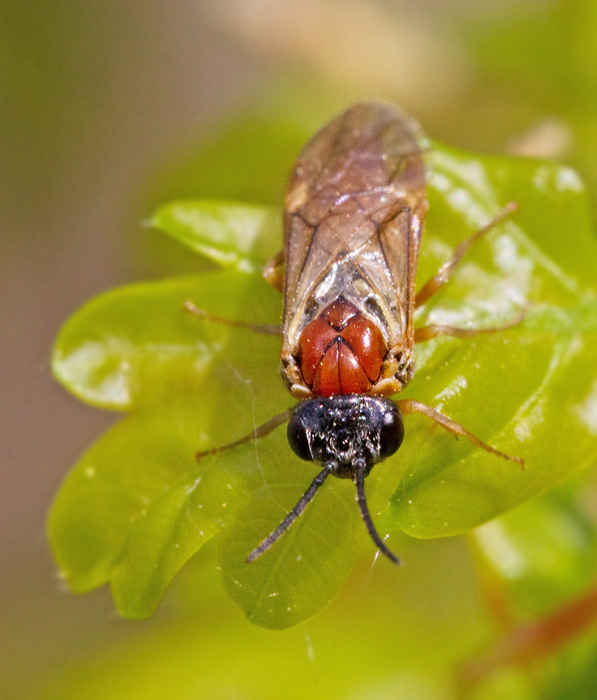 Periclista albida female. jpg