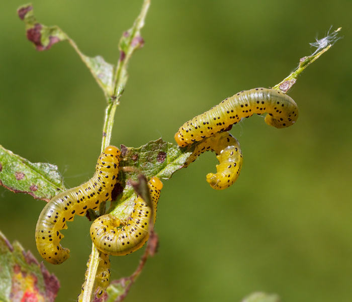 Pristiphora geniculata.jpg