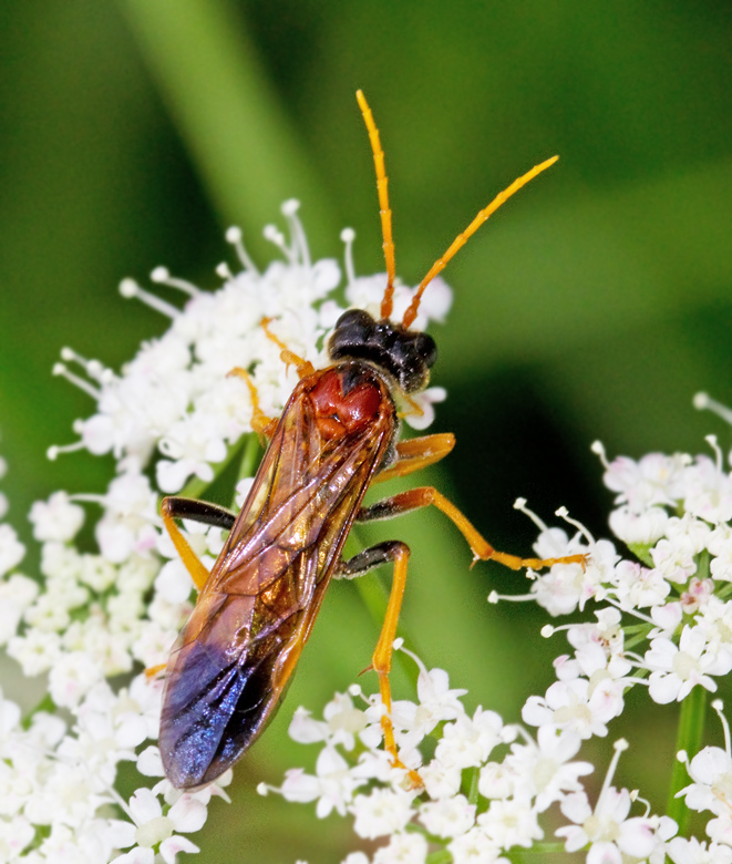 Tenthredo campestris.jpg