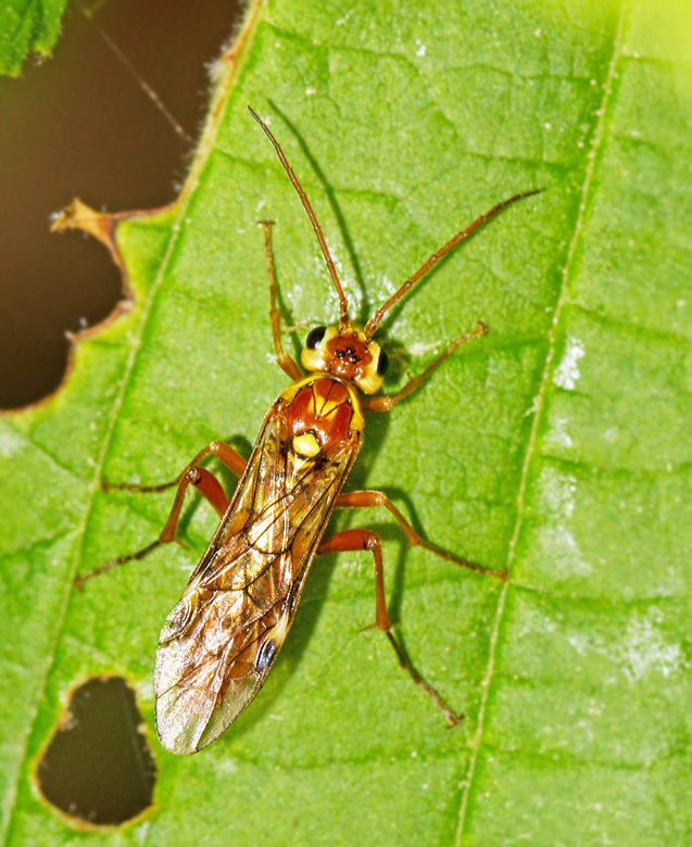 Tenthredopsis nassata.jpg