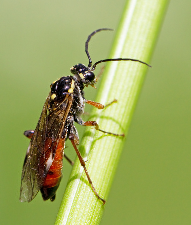 Tenthredopsis ornata.jpg