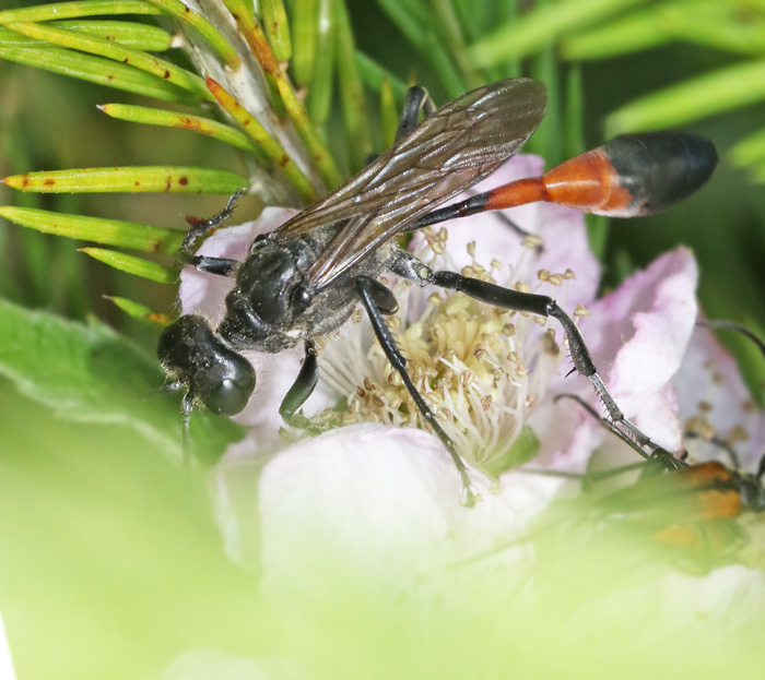Ammophila sabulosa.jpg