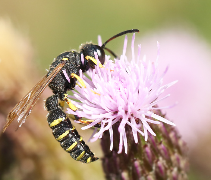 Cerceris ruficornis.jpg