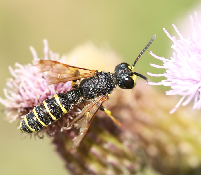 Cerceris ruficornis.jpg